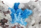 Vibrant Blue Cavansite Crystals on Sparkling Stilbite - India #357236-1
